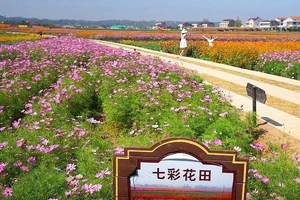 常德市枫林花海旅游区