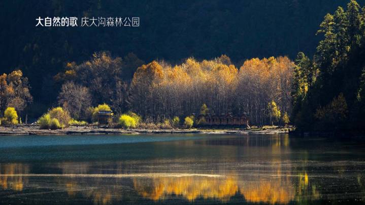 今天这群东莞大厨用了100种方法告诉你雅江松茸到底有多好吃