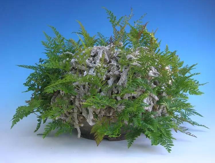 盆景(bonsai)艺术家,更是追求"尾巴"的极致表现——来自日本的狼尾蕨