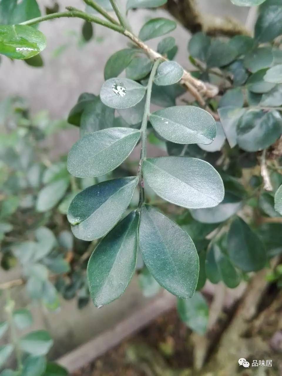 品味居第十七期雅趣苑植物百科九里香