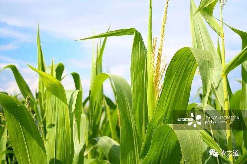 【肥料】磷肥施用过量对作物的6大危害!