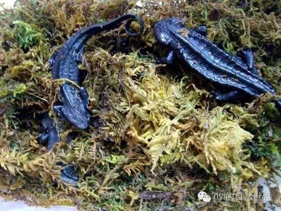 【蝾螈迷】黑麒麟(tylototriton verrucoosus)的饲养经验!