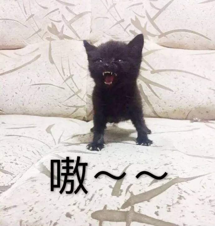 小奶猫生气了超凶的哦