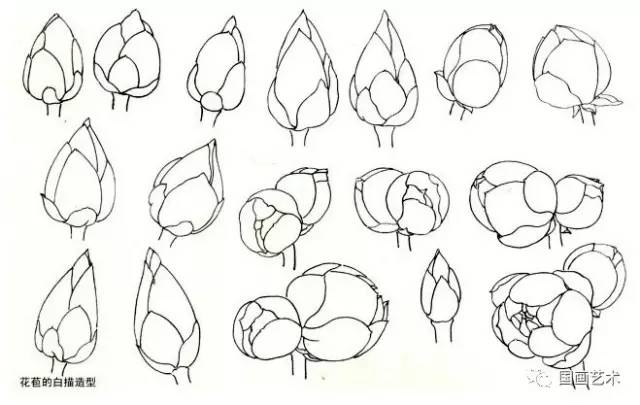 图文教程工笔荷花花冠的各种画法