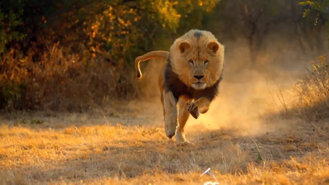 而跟在车后一起奔跑的是一只雄壮威武,姿态优美的 大狮子,这是一种