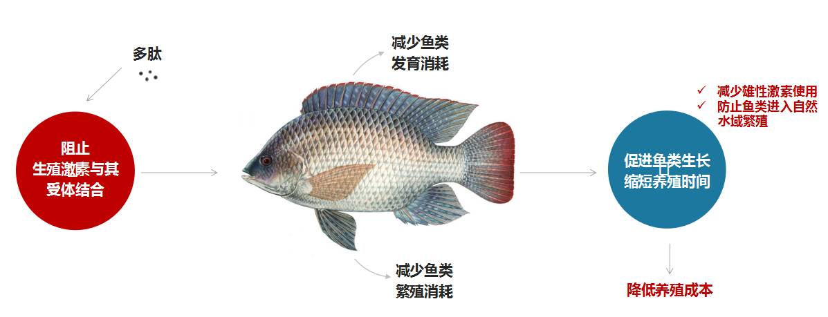 以色列新型鱼类促生长添加剂合作项目(抑制鱼类性腺发育)