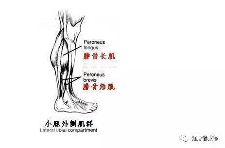 正确掌握腿部肌肉群分布,练就属于自己的无敌"金刚腿"