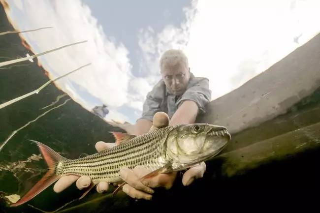 放生巨狗脂鲤,图源discovery节目river monsters)"真是个有爱心的人!