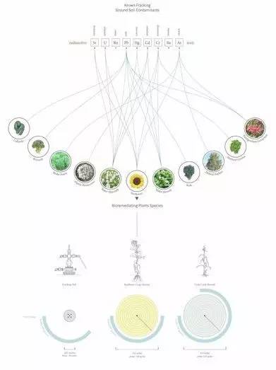 种植分析图 种植分析图主要是体现场地植物季相景观,色彩搭配以及种植