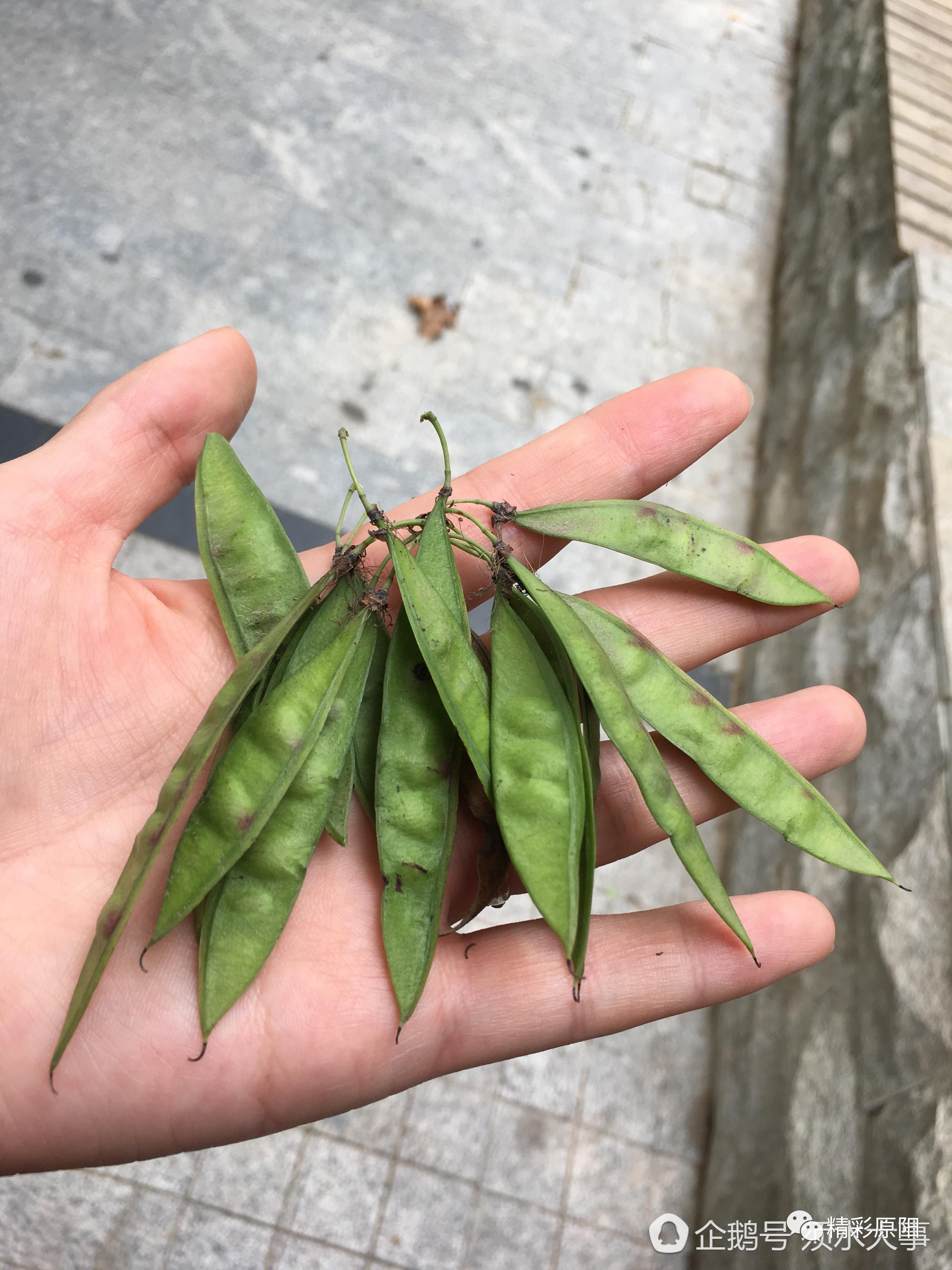 其实这是紫荆果实,虽然看着比较像毛豆,不过跟毛豆可不是同一种东西.