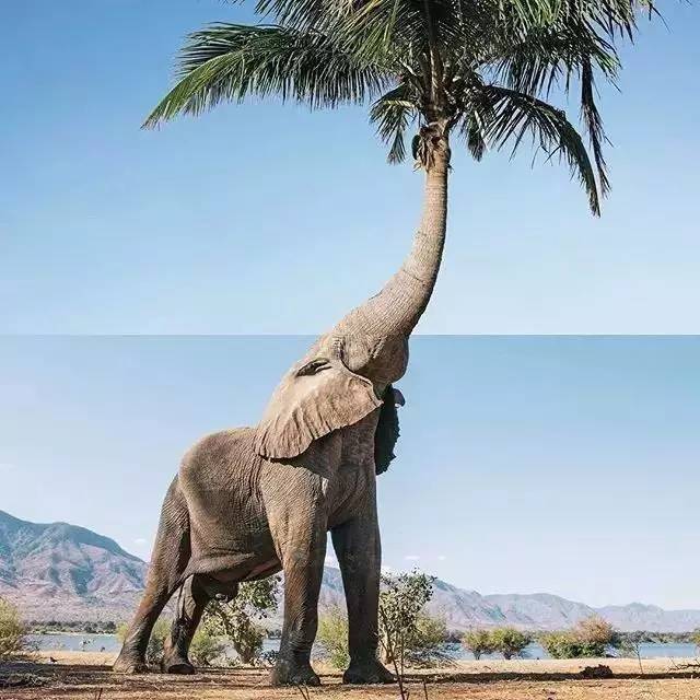 大象鼻子上长树