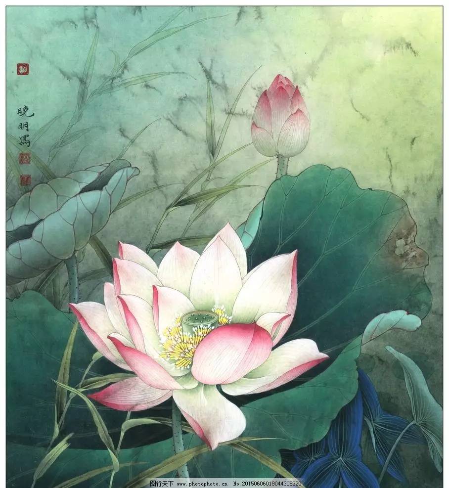 国画教程,莲花的画法!