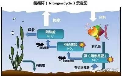 对虾保温养殖,不仅仅要留意溶氧量,更要小心"中毒"