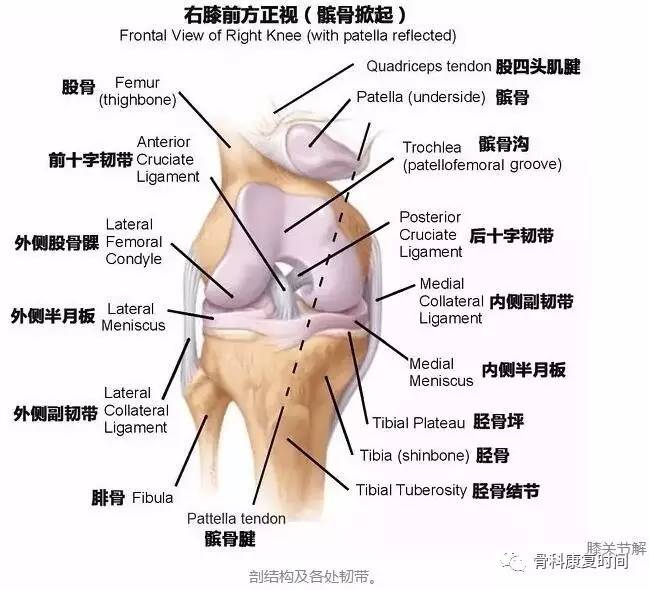 膝关节疼痛快速诊断思路