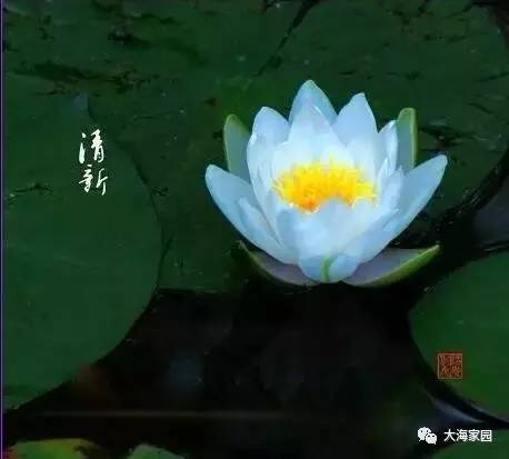 贾鹏芳睡莲简谱_莫奈睡莲(2)