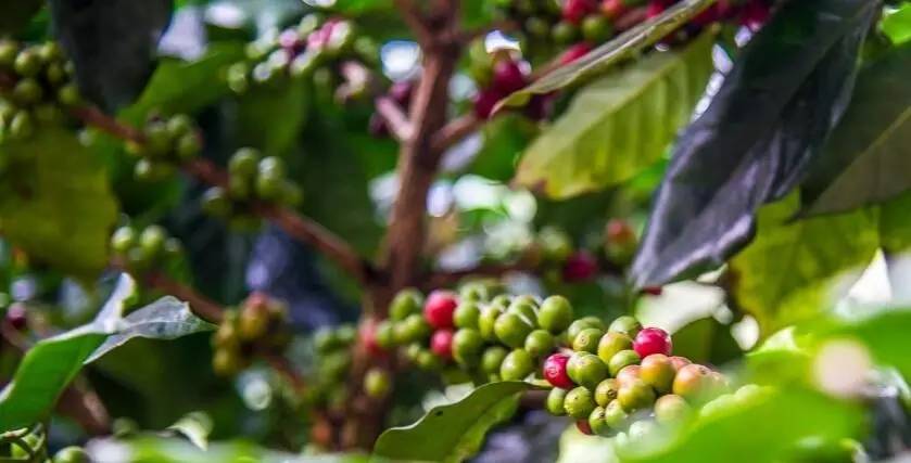 著名的爪哇摩卡,以爪哇咖啡混合也门摩卡而成,代表了一个时代的咖啡