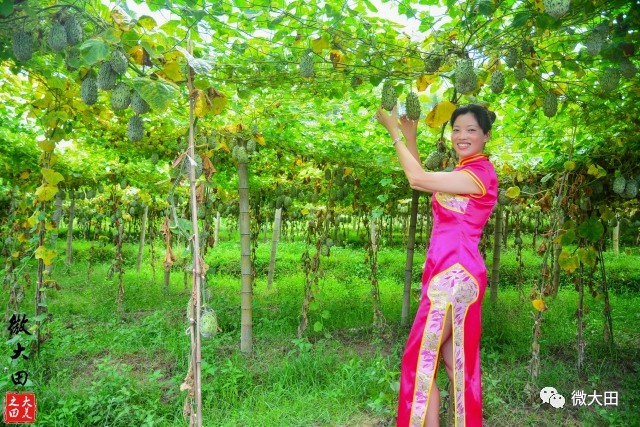 福建·大田旗袍美女斗艳茶乡屏山!带你领略不一样的风景!