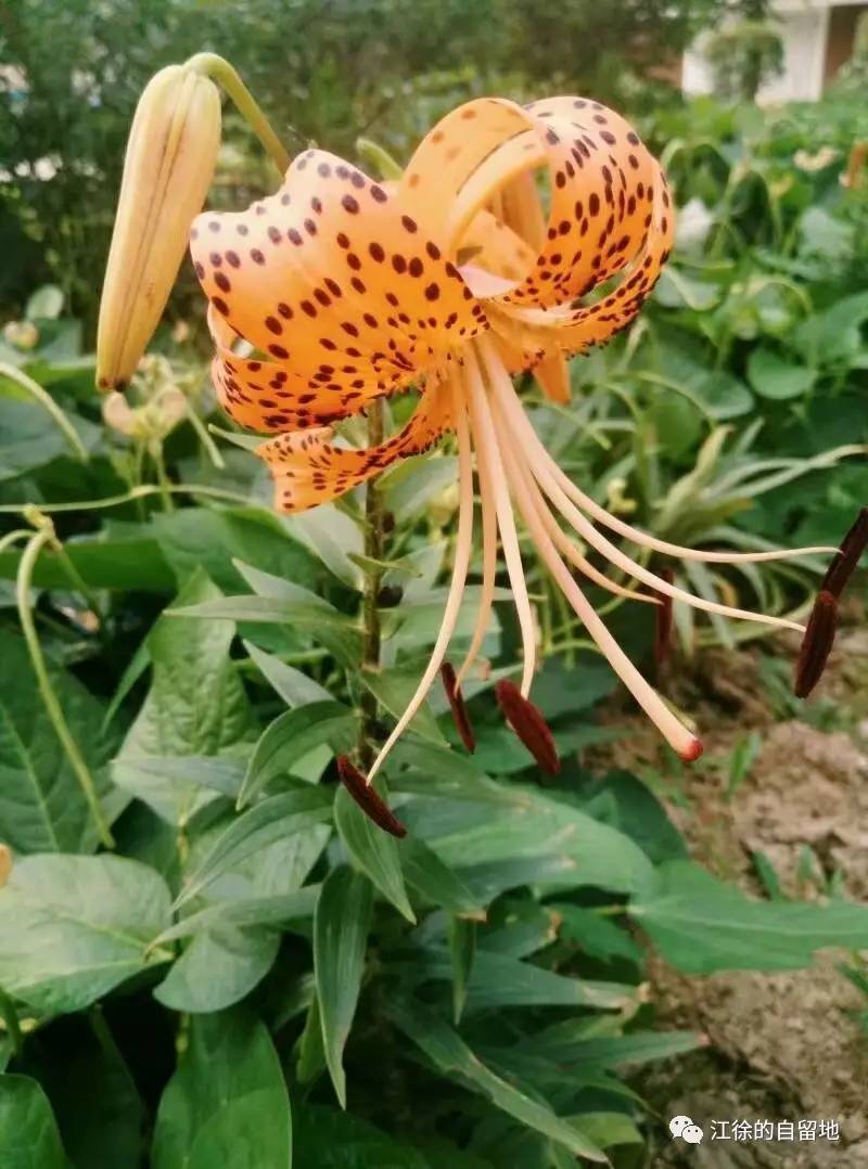 小暑那天,小区里的鬼百合.