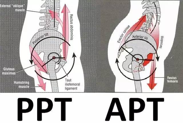 我们先了解下骨盆前倾前旋时骨盆周围的肌肉都有什么变化,我们来看上