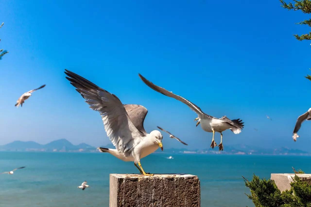 所思推荐|海驴岛-青春如风中自由飞舞的鸥鹭