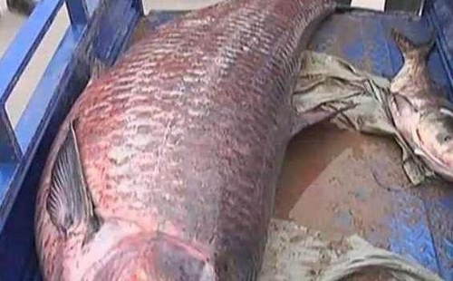农村渔民捕到条230斤的"青鱼王" 鳞片和人手差不多大!