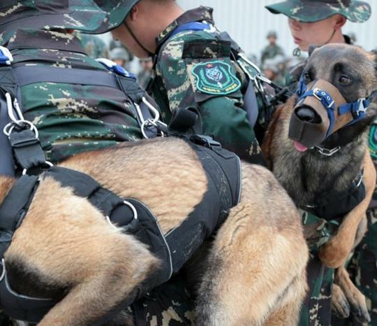 中国响箭特种部队执行任务随身背军犬狗是忠诚战友