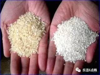 (图左为霉变大米,含有大量黄曲霉素,图右为正常大米) 在天然污染的