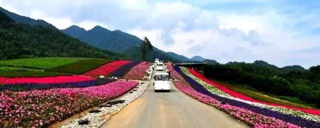 巫溪|红池坝有17℃的清凉,更有高山花海音乐季不容你