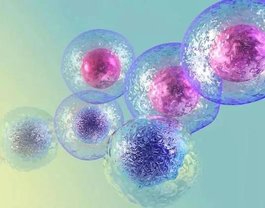 Sciencell原代细胞系列研究：干细胞