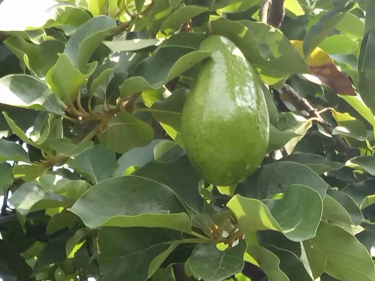 好项目又一开云体育网址“网红”水果在攀枝花种植成功电商均价16元一个(图7)