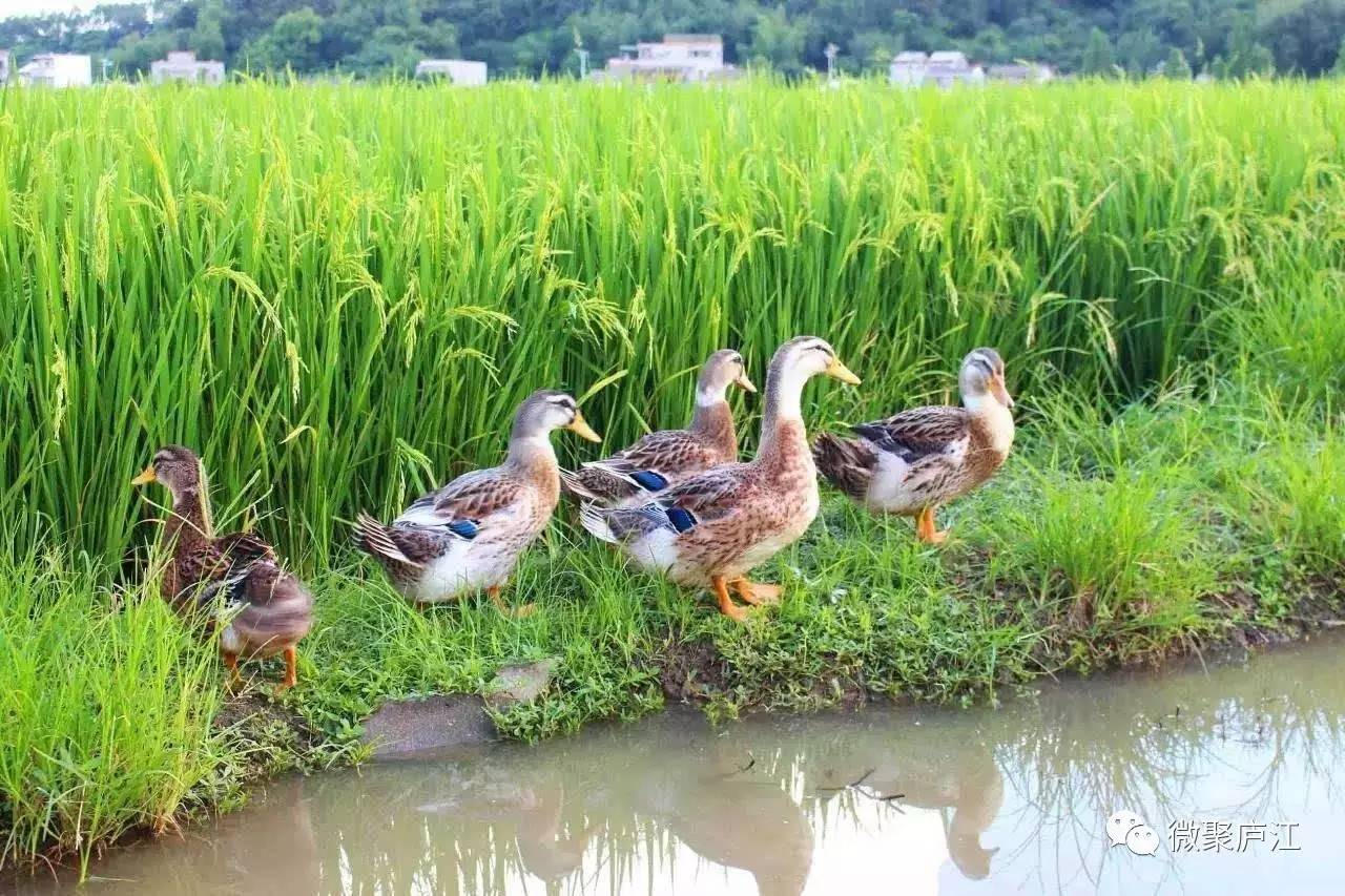 马河稻鸭共生扶贫产业基地