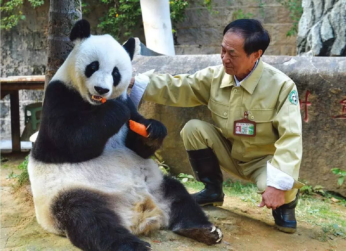 熊猫爸爸的日常