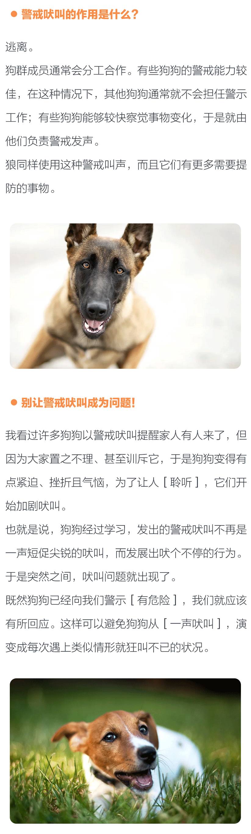 狗狗的警戒吠叫是什么