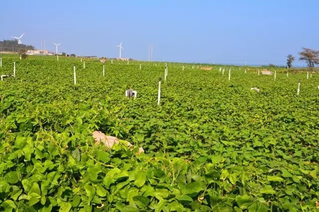 不结块原来它们种植在六鳌海边的沙地a