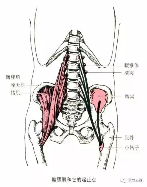 起点:第2～5骶椎前侧面.止点:股骨大转子.