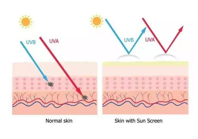 被晒黑的原理_(紫外线b造成皮肤晒伤和晒黑,紫外线a造成皮肤晒黑、晒伤、老化)   2、游泳时皮(2)