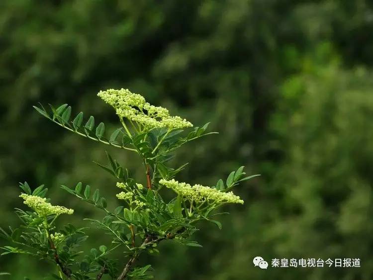 野花椒