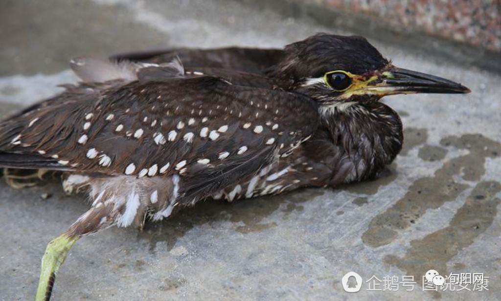 旬阳首次发现世界濒危鸟类海南虎斑鳽