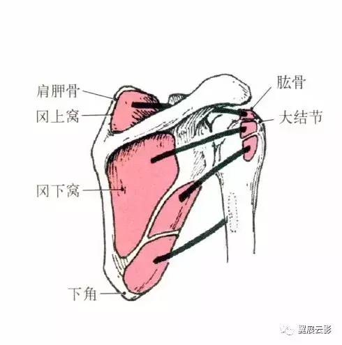止点:肱骨小结节. 功能:近固定时,使肩关节内旋,内收.