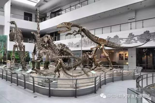 地大逸夫博物馆带你揭秘生命的起源与进化