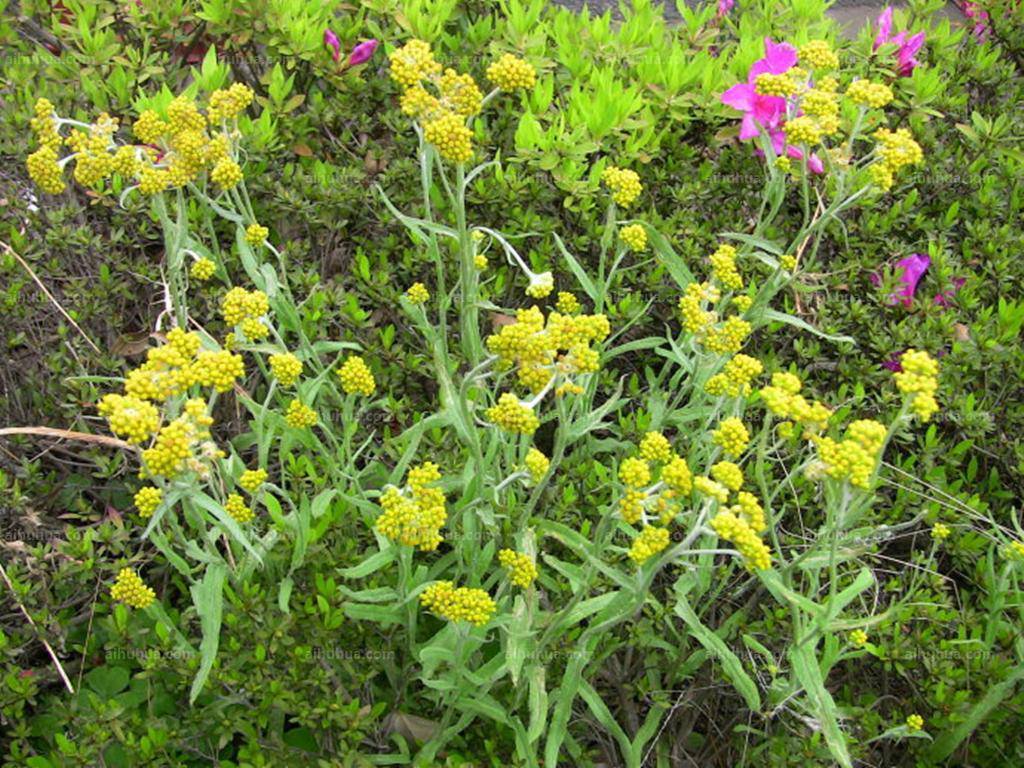 鼠曲草(或鼠麴草),在较低海拔地区,遍布田坎巷头,《名医别录》记载:"