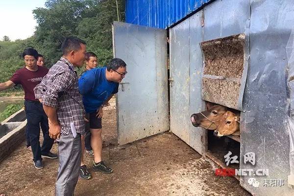 关注湖南农大博士团帮耒阳养牛脱贫