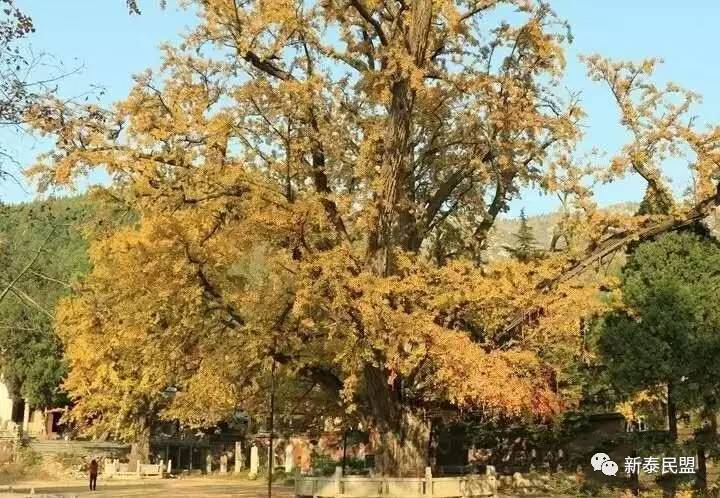 新泰古树名木2石莱白马寺银杏树