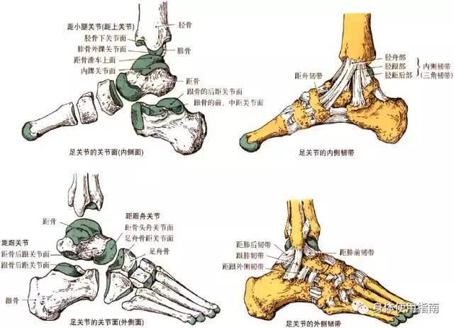 其实脚上的骨头不是天然长在一起的一整块,是好几块「小骨头」.