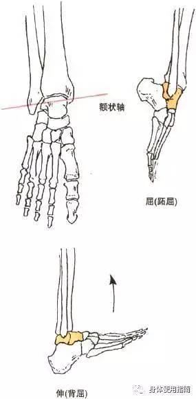 越走腿究竟是会越粗还是越细?如何正确走路?