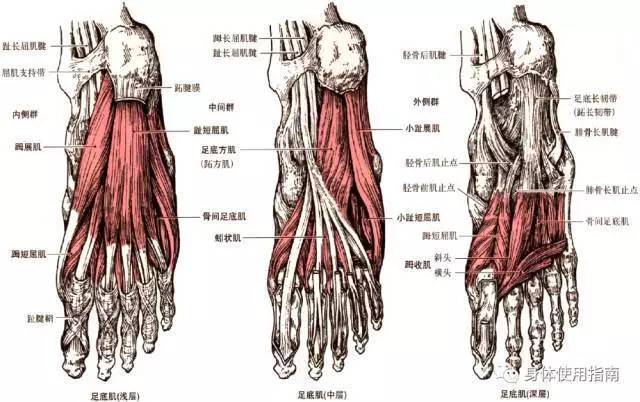 (吃过猪蹄没) 骨头与骨头之间是靠韧带链接的,能够被外力改变相对位置