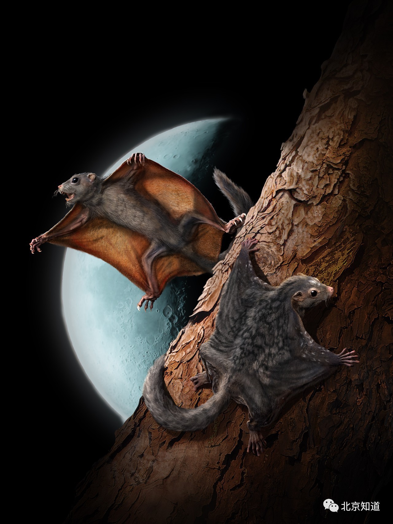 6亿年前会飞的鼹鼠?科学家发现最原始滑翔哺乳动物