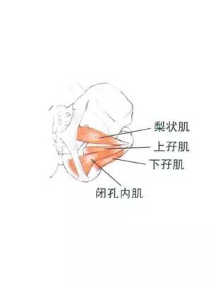 梨状肌是骨盆的一个主要的结构性肌肉.
