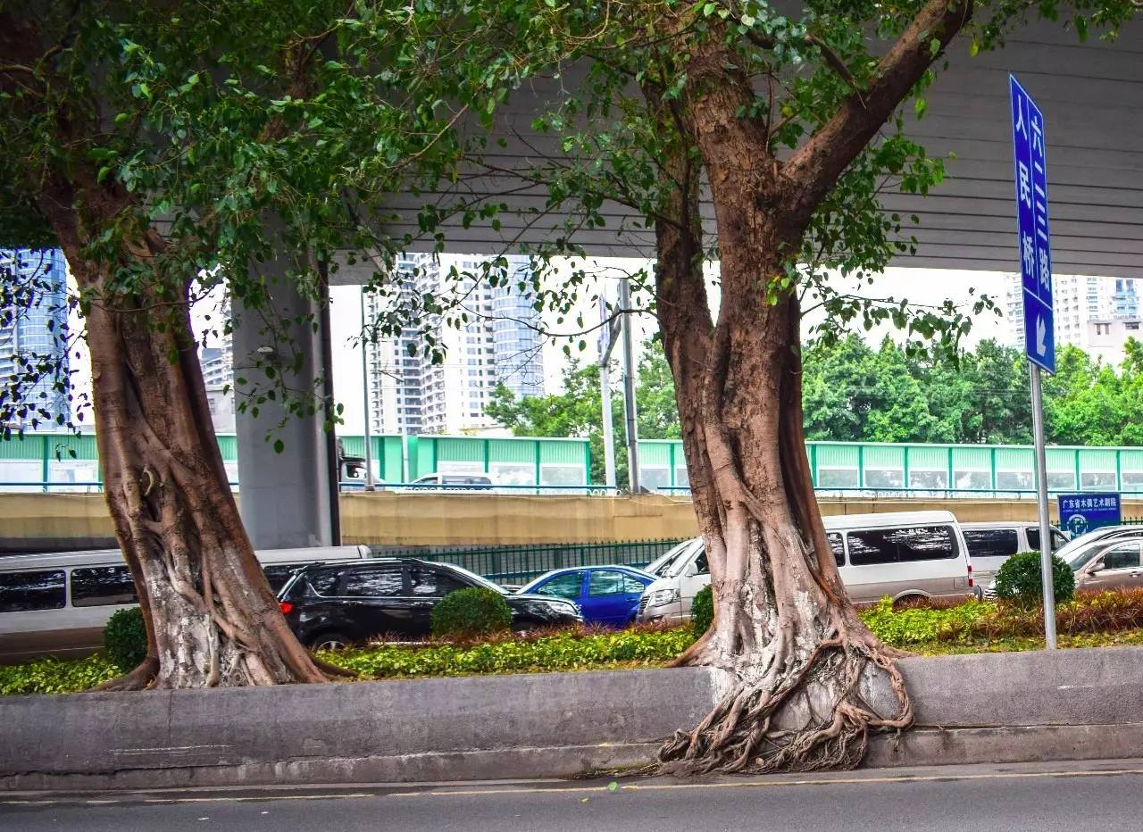 但忘或不忘,忆或不忆,龙导尾都会如参天老树的根一般,无论是在香土里