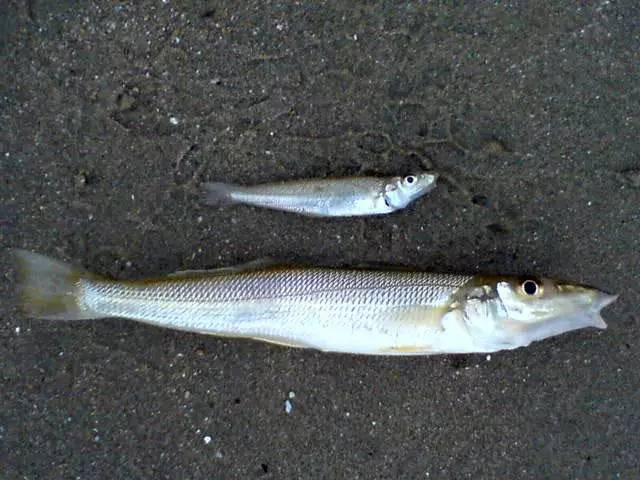 喜欢藏在沙子里,爱吃青虫和虾,南方沿海叫它"沙尖鱼"